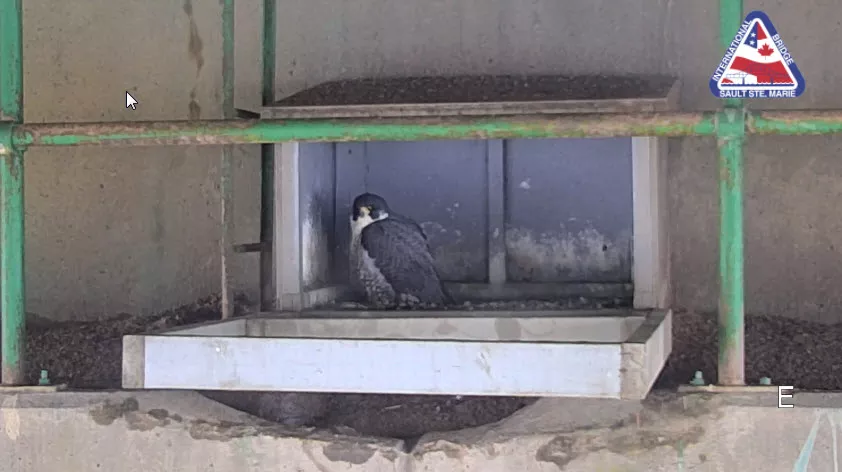 You Can Check Out A Live Cam Of Rare Falcons Found Nesting