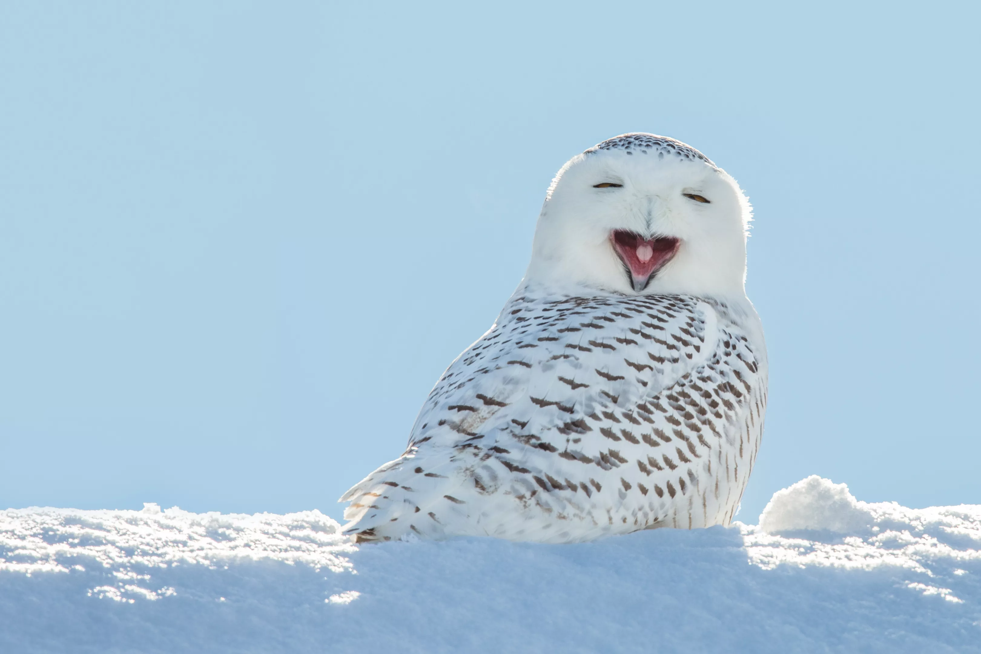 Here S A Video Of A Snowy Owl Swimming In Lake St Clair News Hits