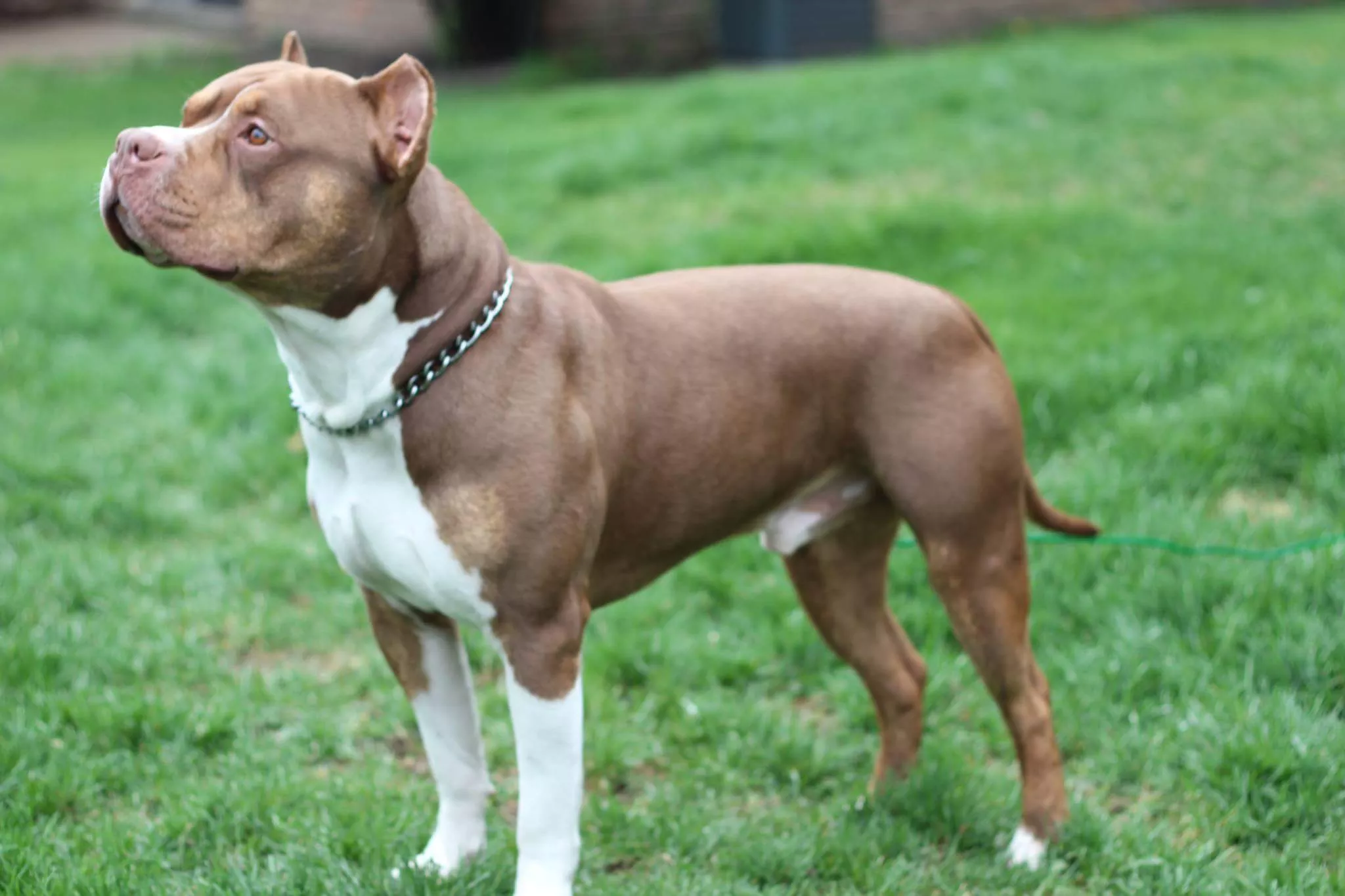 akc bully