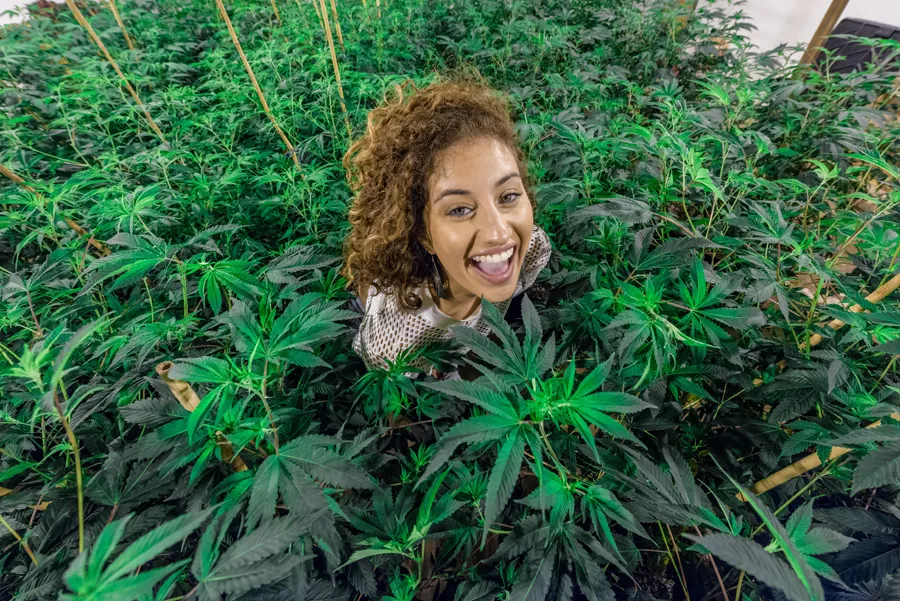 Asciutto is now a vocal proponent of medical marijuana. - DOUG COOMBE/LEMON HAZE GROWN AT GHOST BUDSTER FARM