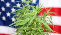 Politics and marijuana intertwine in 2020