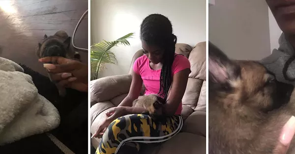 Something's fishy about the story of the Detroit woman with a pet hyena in viral Facebook post