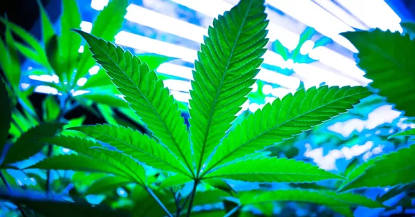 In Michigan, Big Marijuana wants to crack down on caregivers who grow pot for patients at home - Vimarsana News