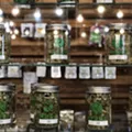 Nipped in the bud: Pot vendors say the state is putting the squeeze on their supply. Nipped in the bud: Pot vendors say the state is putting the squeeze on their supply.