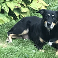 Kai, still a very good boy. Kai, still a very good boy.