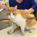 Michigan authorities seek public's help in finding perp who shot cat with an arrow