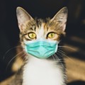 Michigan reports its first case of COVID-19 in a cat