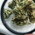 Michigan regulators warn that recalled marijuana could contain mold and harmful bacteria