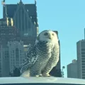 Detroit is being invaded by arctic snowy owls