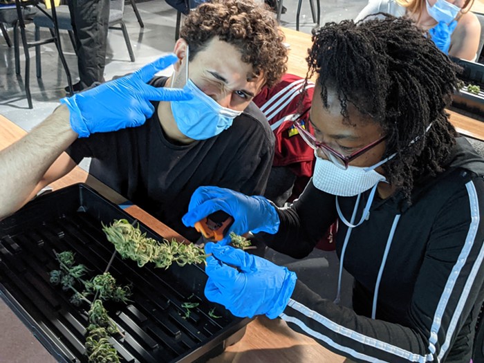 Les étudiants taillent les bourgeons de marijuana à Learn Sativa U. - PHOTO AVEC L'AUTORISATION DE LEARN SATIVA UNIVERSITY
