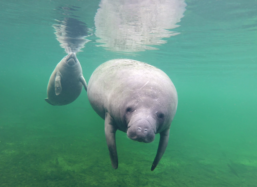 Manatee and calf at Blue Spring State Park - COURTESY OF SAVE THE MANATEE CLUB