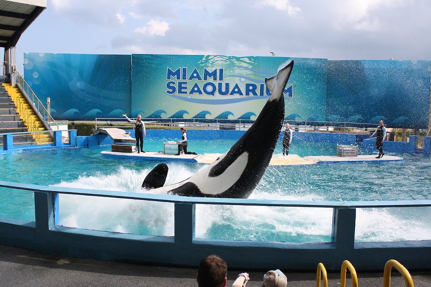 Lolita, specifically, was found to have performed head-in jumps with an injured jaw. - PHOTO BY LEONARDO DASILVA VIA FLICKR