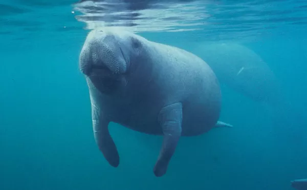 More Manatees Have Died So Far in 2021 Than in Any Previous Entire Year