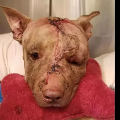 Ollie in a photo posted to the Justice for Ollie Facebook page shortly after the fatal attack in October of 2017.