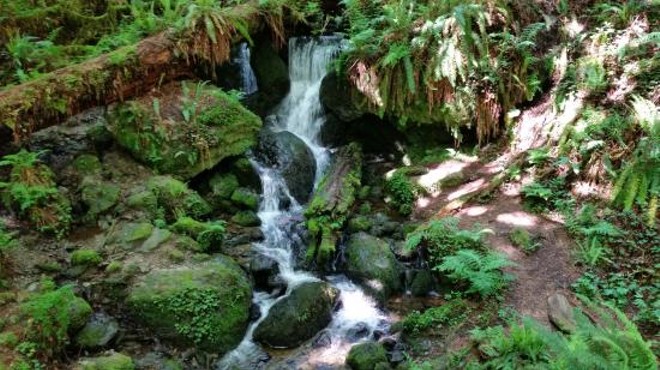 Bilingual Redwood Hike: Trillium Falls Trail, Redwood National Park