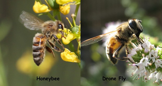 A honeybee and its mimic - ANTHONY WESTKAMPER