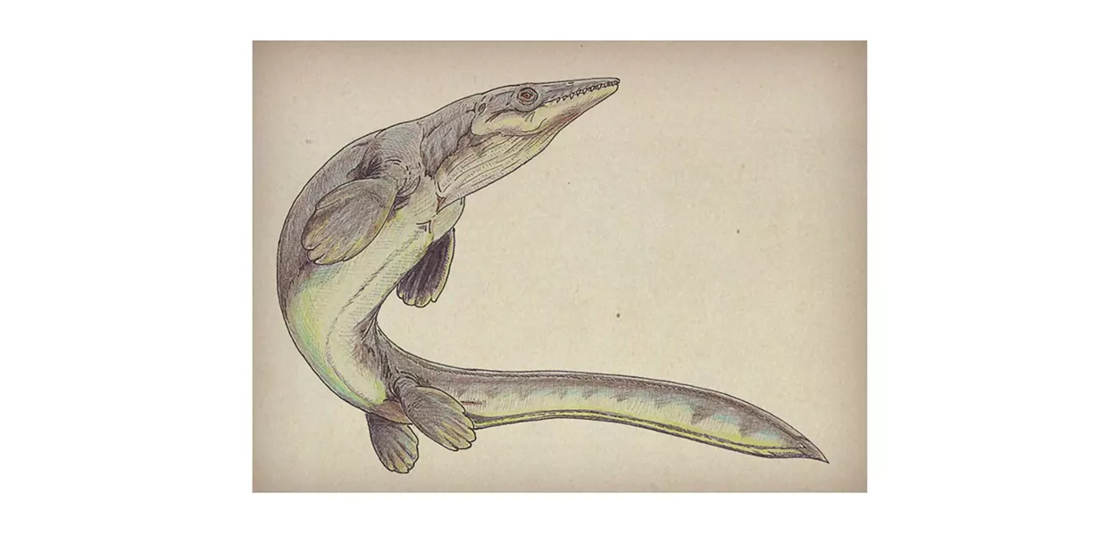 Artist's depiction of Platecarpus Coryphaeus with an anguilliform-like swimming motion. - ILLUSTRATION BY DMITRY BOGDANOV/WIKIMEDIA COMMONS