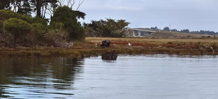 Is this rotting fin of wood planks really one of Jack London's old boats? Only the egret knows. - PHOTO BY DREW HYLAND
