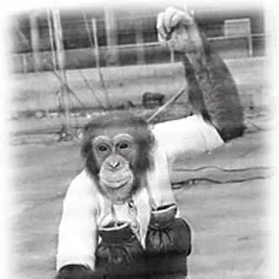 Saga of an Ape — The surprising true story of the late Bill the Chimp