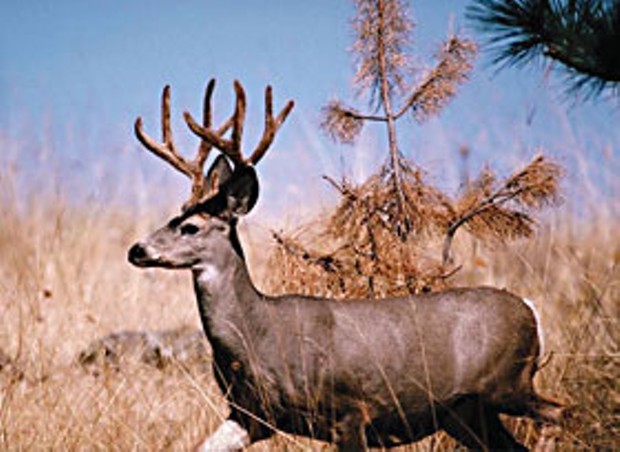 Blacktail deer. Photo courtesy of the Oregon Department of Fish and Wilflife.