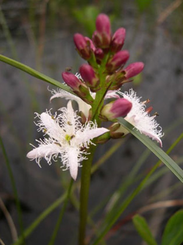 Bogbean. Photo Courtesy of The California Department of Fish & Game.