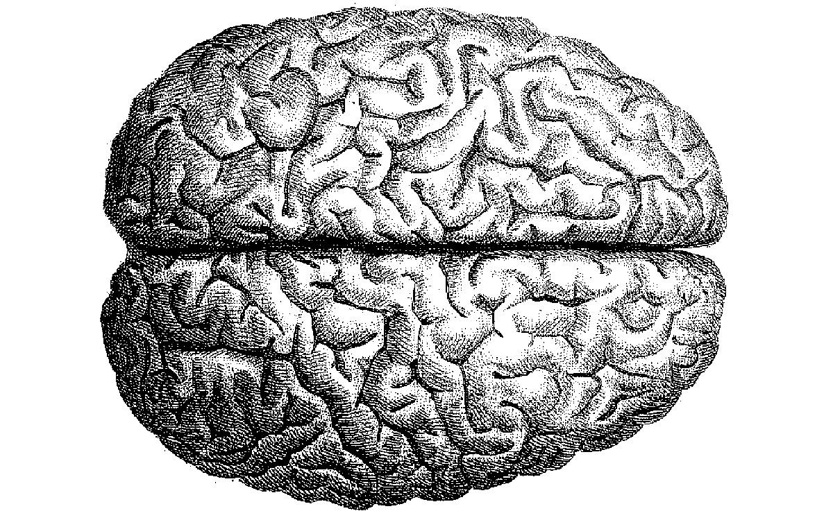 brains