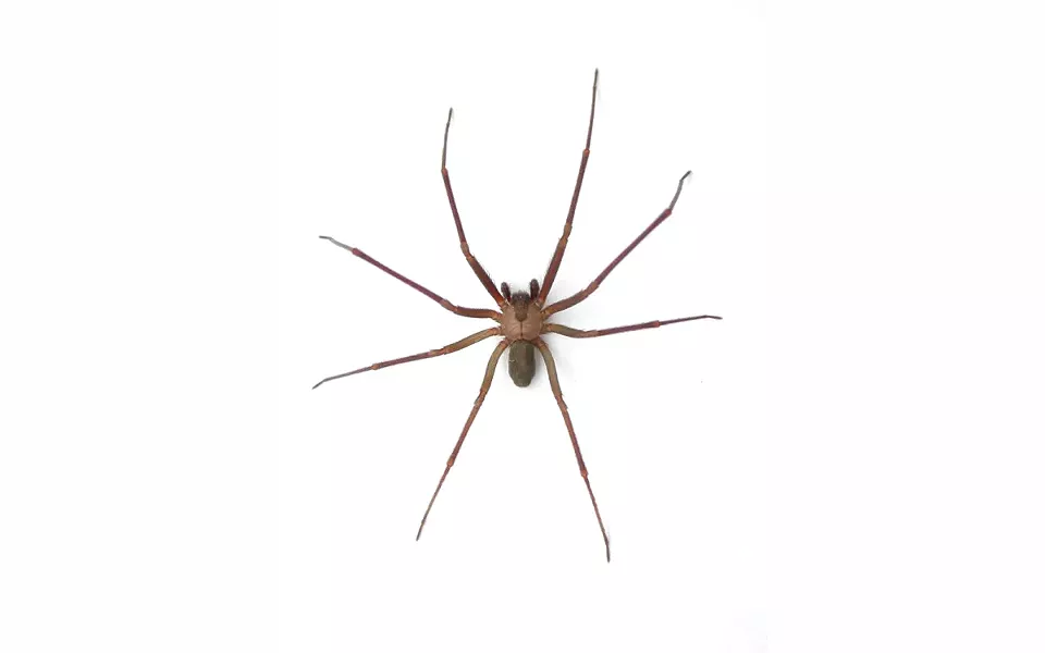 Brown Recluse Spider