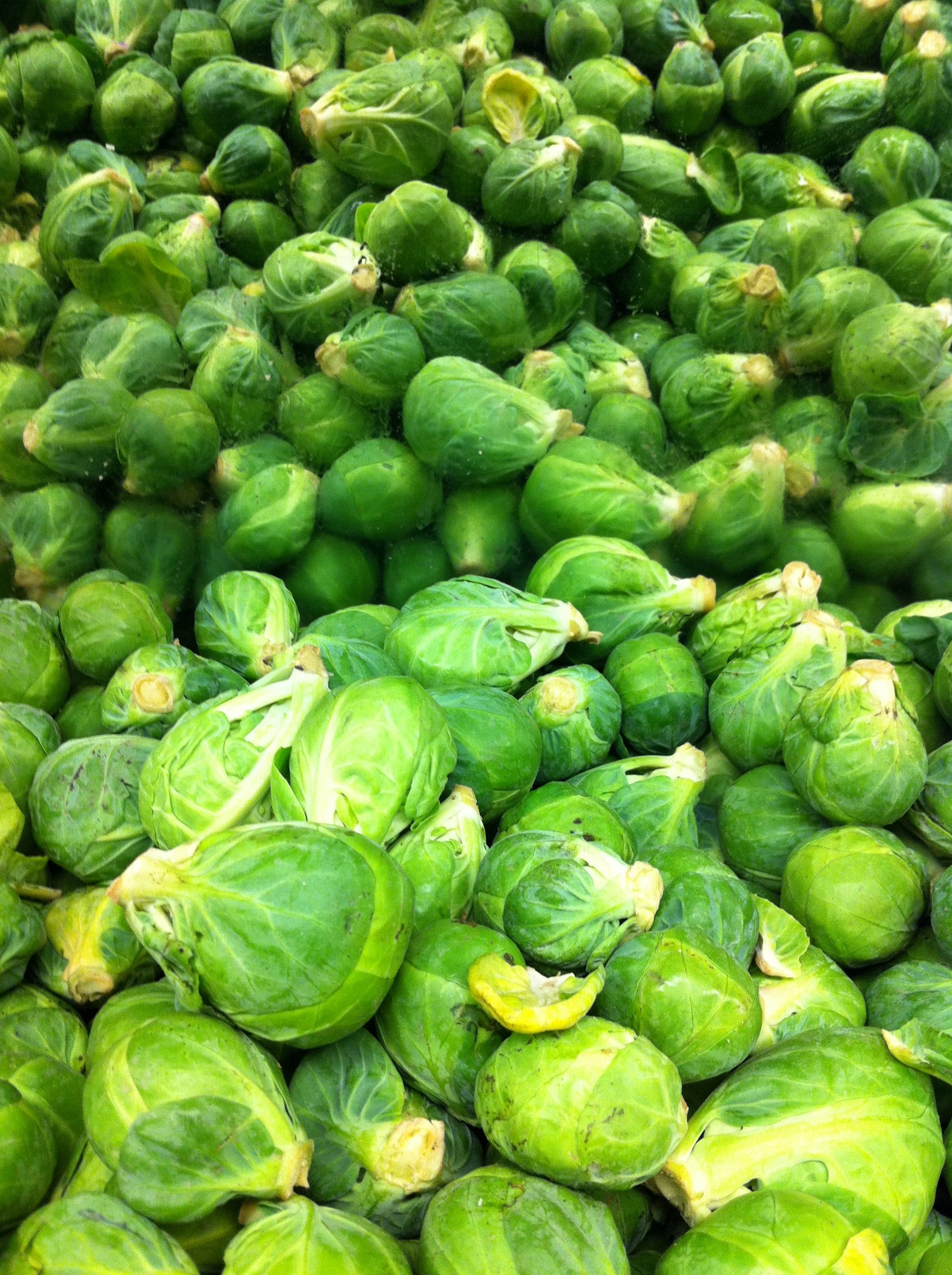 Brussels sprouts - PHOTO BY BOB DORAN