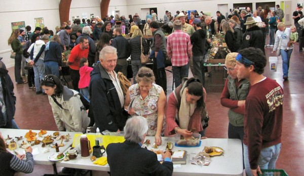 Checking out the 'shrooms at the Mushroom Fair. - DON BRYANT/HUMBOLDT BAY MYCOLOGICAL SOCIETY