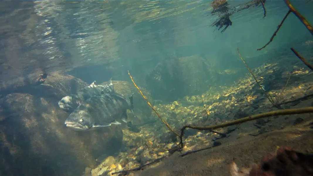 Coho salmon - PHOTO COURTESY OF NOAA FISHERIES
