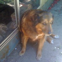 Dog Owner Fail [Update: Suspect Identified]
