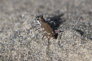Easy, tiger. These beetles are so fast their eyes can barely keep up with the speeding scenery. - ANTHONY WESTKAMPER