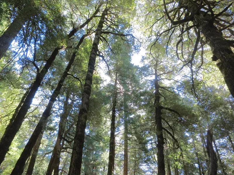 First-growth tanoak grove on Peavine Ridge, on the north slope of Bull Creek in Humboldt Redwoods State Park. - PHOTO BY BARRY EVANS