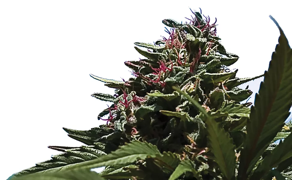 KIND BUD. - NCJ FILE PHOTO