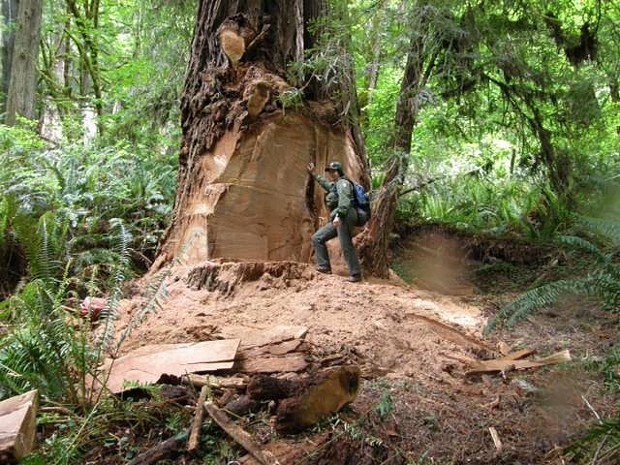The aftermath of burl poaching. - REDWOOD NATIONAL AND STATE PARKS