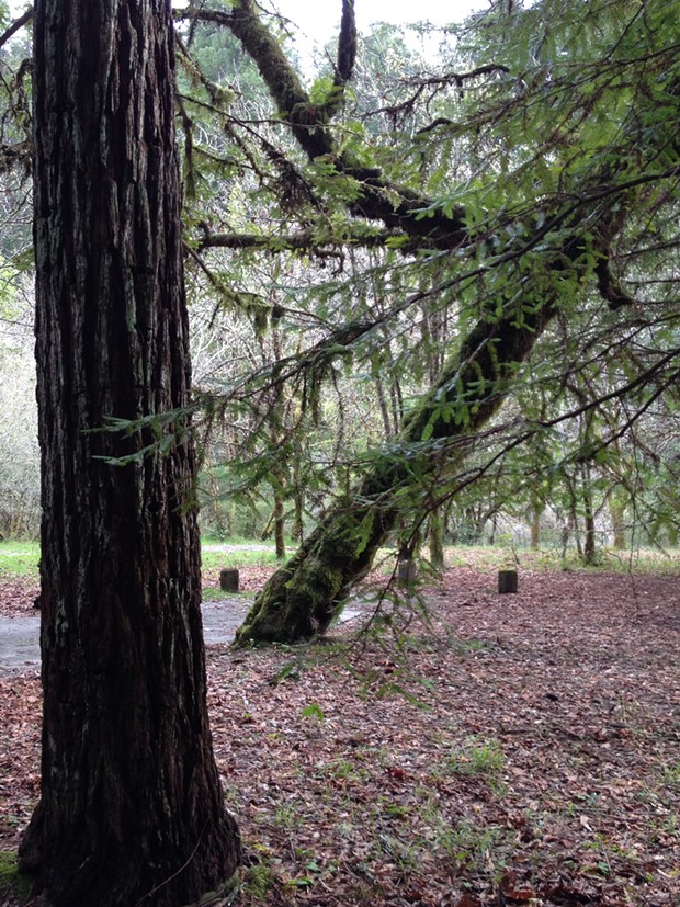 Grizzly Creek Redwoods State Park - PHOTO BY HEIDI WALTERS