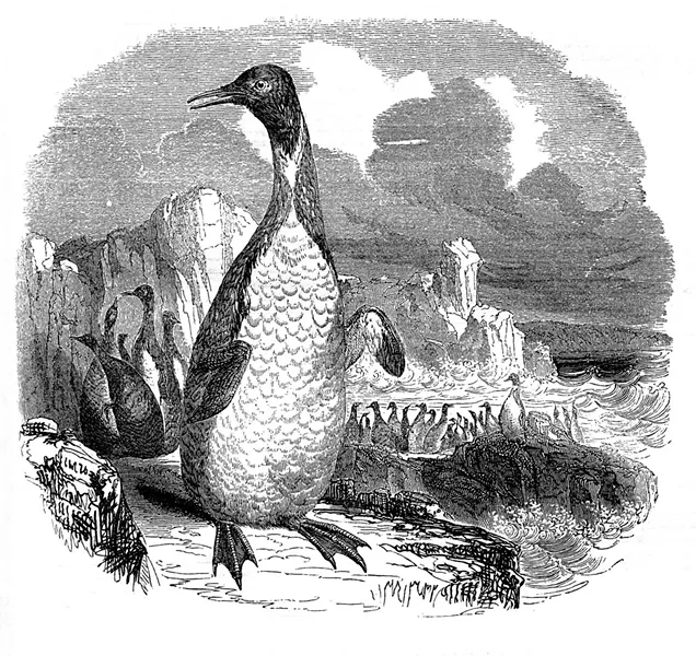 penguins