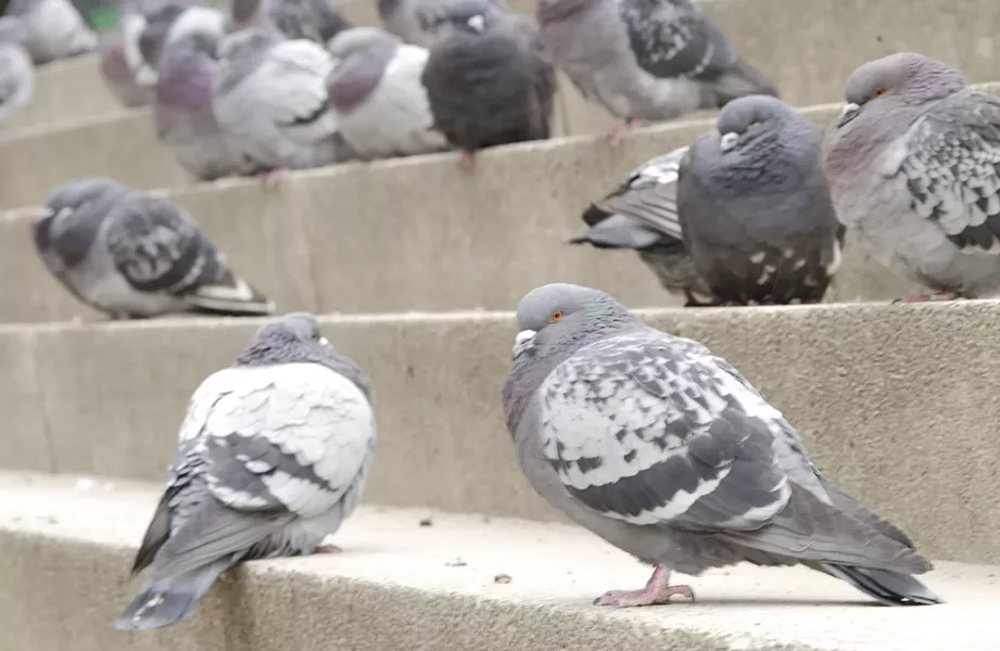 Pigeons