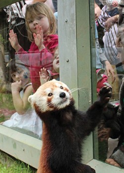 Red pandas are a highlight of the Sequoia Park Zoo.