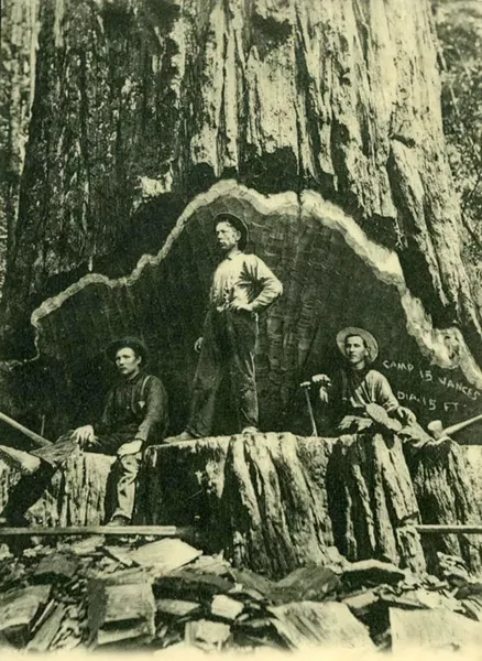 Redwood Fallers