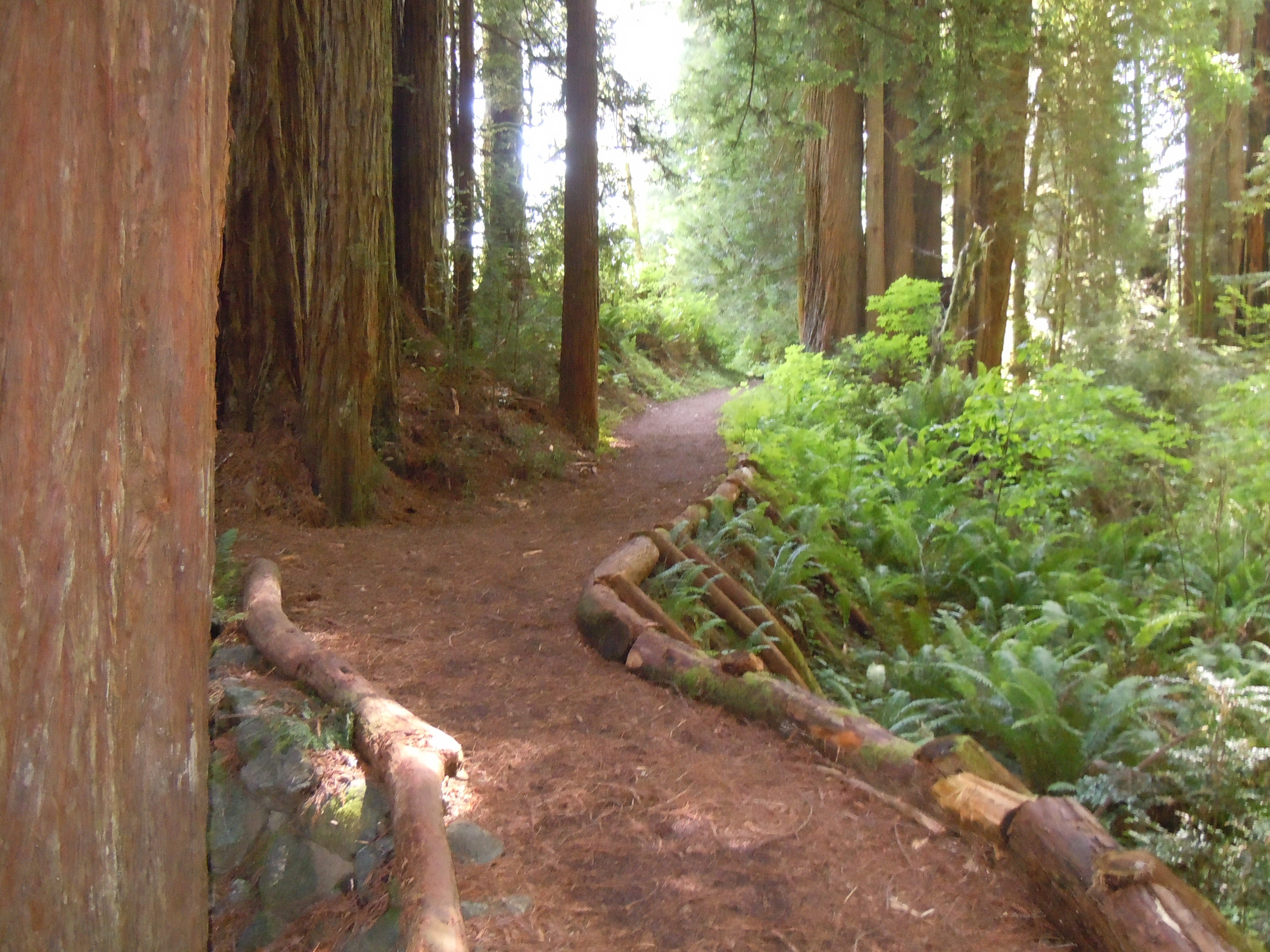 Redwood National Park - PHOTO BY HEIDI WALTERS