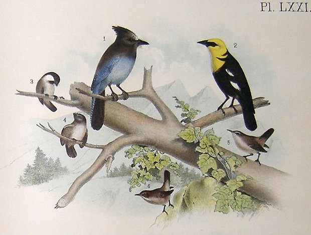 Steller's Jay and other birds - JOHN JAMES AUDUBON