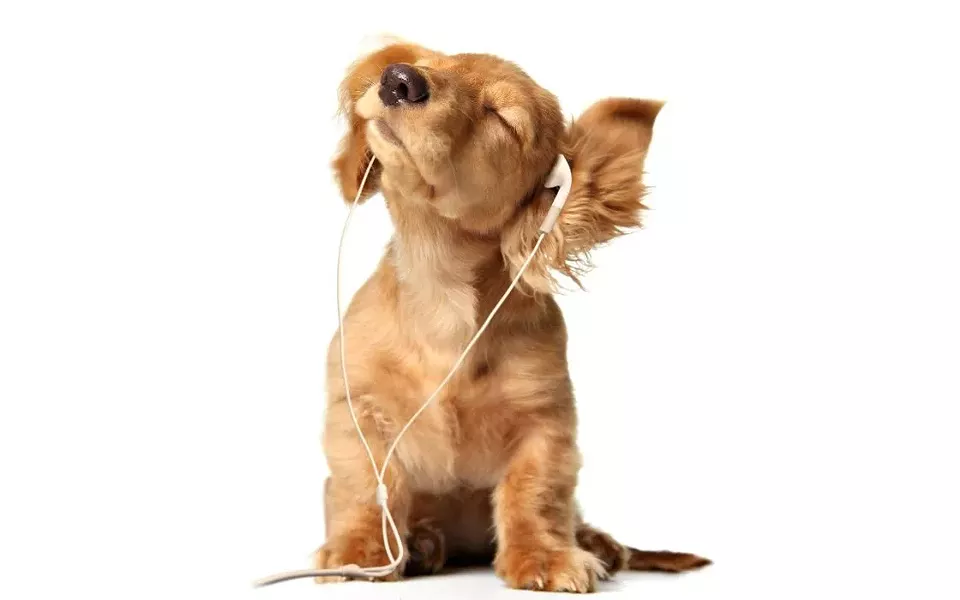 sounds4hounds.jpg