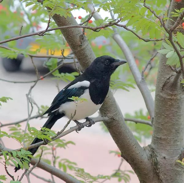 The European magpie (Pica pica), one of the smartest of animals, recognizes itself in a mirror. - PETE BIRKINSHAW, WIKIMEDIA COMMONS