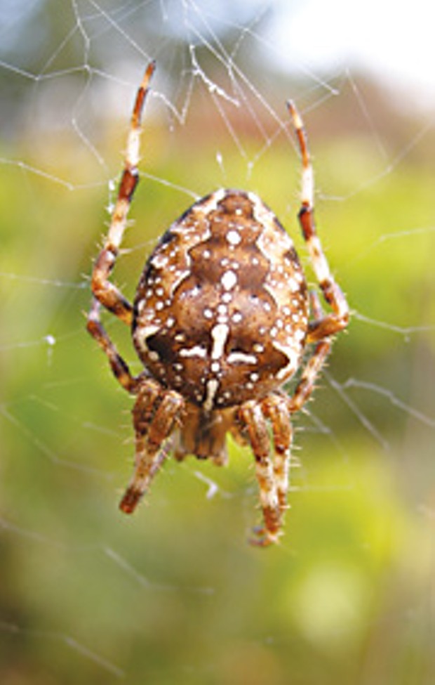 The ubiquitous cross spider. Photo by Peter Haggard.