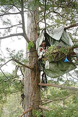 mckay-tract-tree-sitter-photo-courtesy-eearth-first-humboldt.jpg