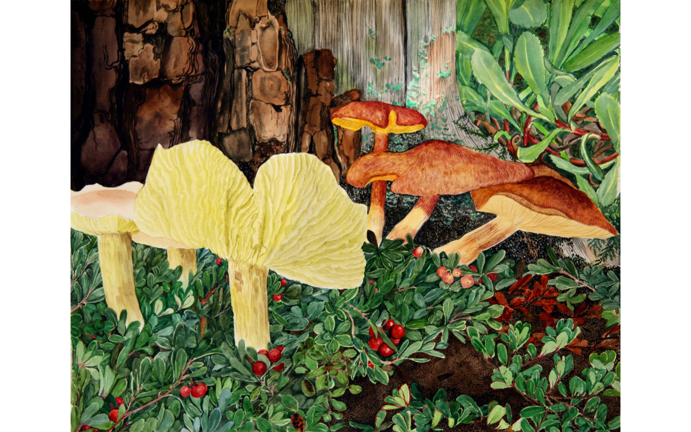 Tricholoma mushrooms with Bearberry - WATERCOLOR BY HORTENSE LANPHERE
