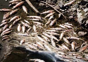 2002 fish kill on the Klamath River - NORTH COAST JOURNAL