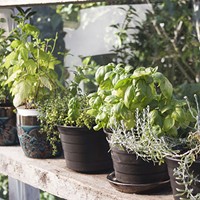 Micro-farming a Kitchen Herb or Succulent Garden