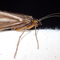 HumBug: Caddisflies and Fishing Flies
